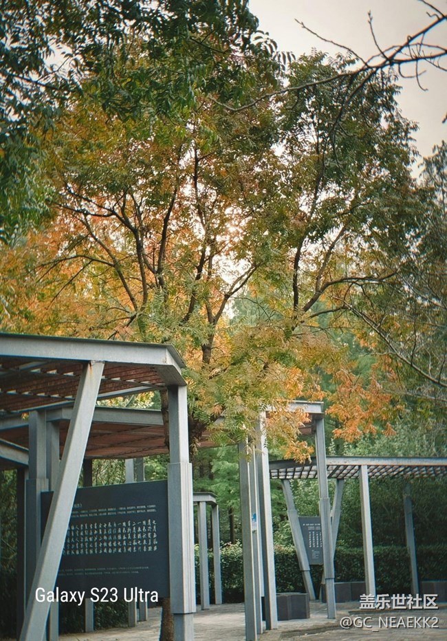 【三星视界】秋天粉黛草