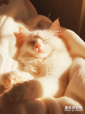 #我的追剧搭子会折叠  