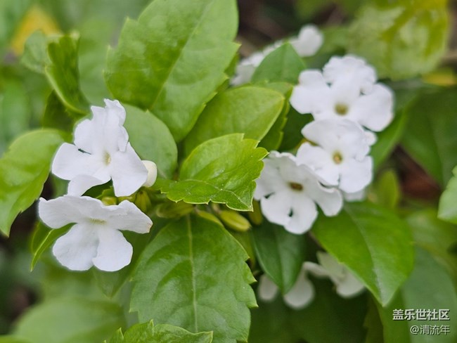 【捕捉那一抹金】户外绿植