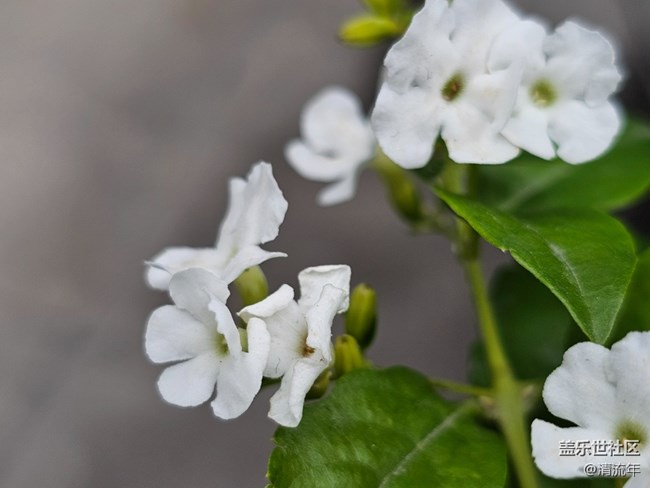 【地域拼图】花开灿烂