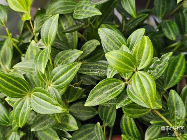 【捕捉那一抹金】午后