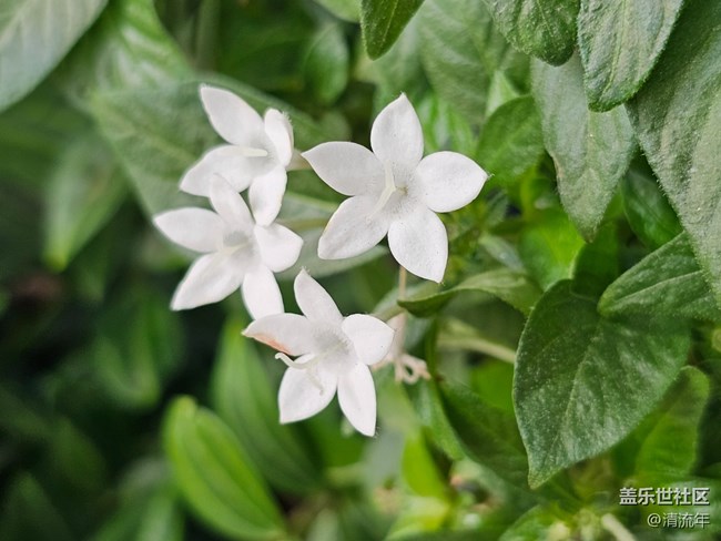 【地域拼图】花开灿烂