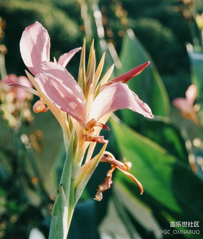 【秋末山景】秋意缀芳华