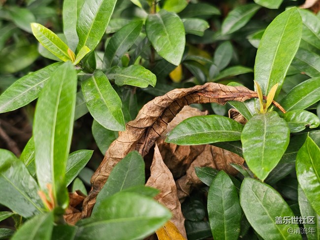 【捕捉那一抹金】午后