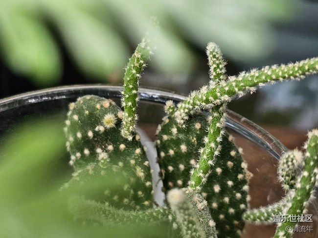 【星岁映像】漂亮的多肉