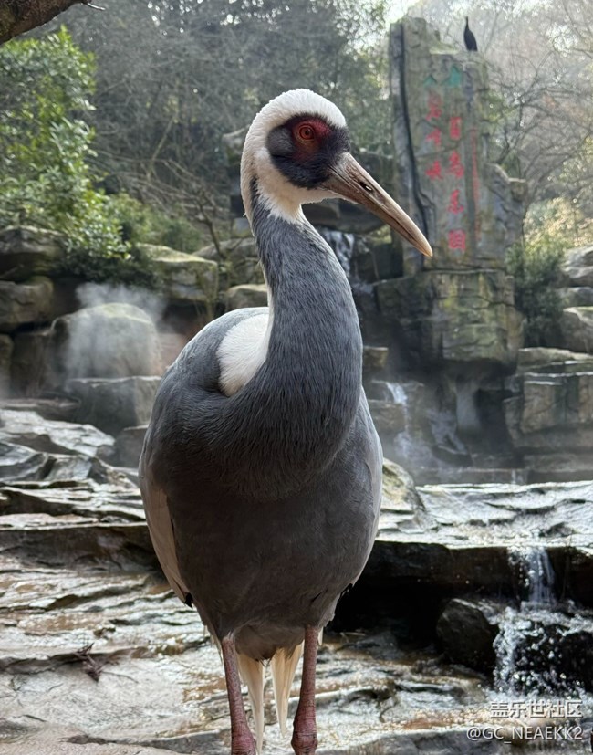 【地域拼图】可爱的动物