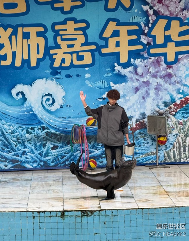 【地域拼图】可爱的动物