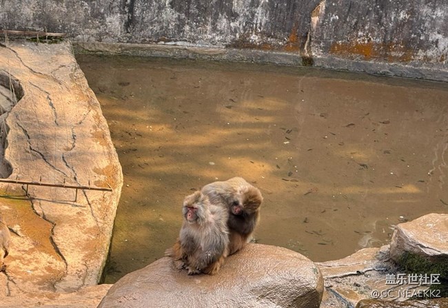 【地域拼图】可爱的动物