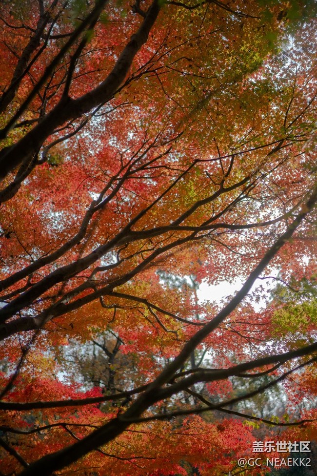 【秋末山景】枫叶红了