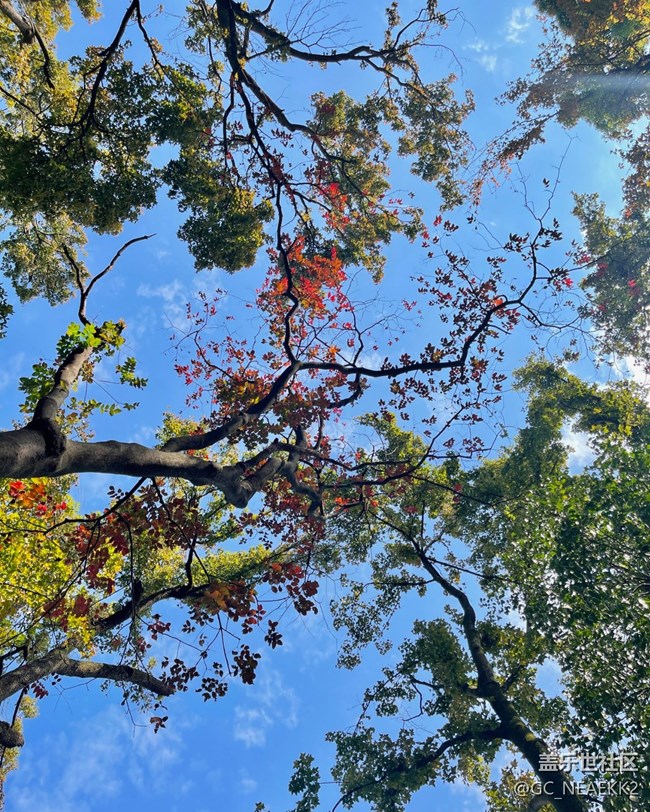【秋末山景】枫叶红了