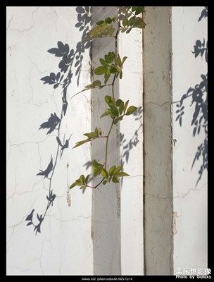 【顺光逆光】+简洁投影