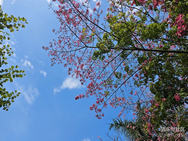 【捕捉那一抹金】看微风不燥