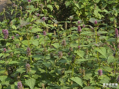 【顺光逆光】秋冬的晴天