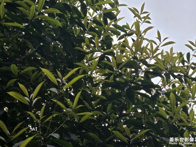 【顺光逆光】清晰的轮廓