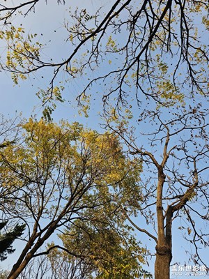 【顺光逆光】迎向光