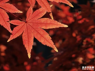 【顺光逆光】那片叶儿