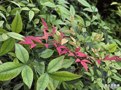 【顺光逆光】光线的路径