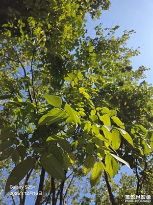 【顺光逆光】暖阳下的杨桃树