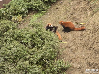 【顺光逆光】小动物