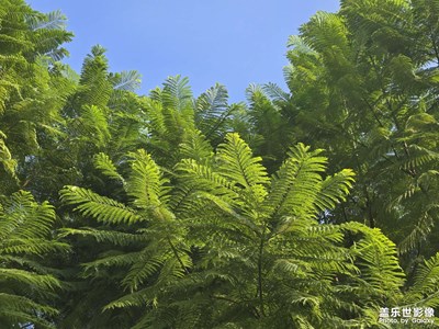 【顺光逆光】光影的体现