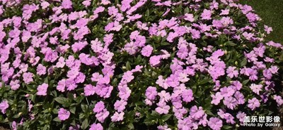 【顺光逆光】总有雅致的景色