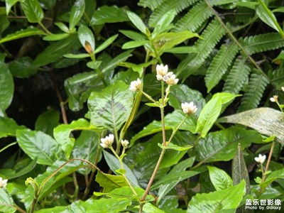 【顺光逆光】雨后的清新