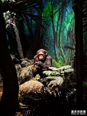 【顺光逆光】+动物标本