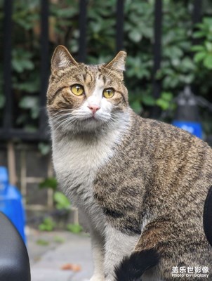 钟意摆pose的丧彪