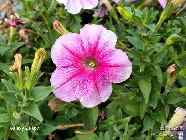 三星Galaxy Z Flip7评测:掌心折叠间的科技美学体验 三星Galaxy Z Flip7评测:掌心折叠间的科技美学体验