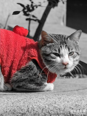 身披红色战衣的丧彪