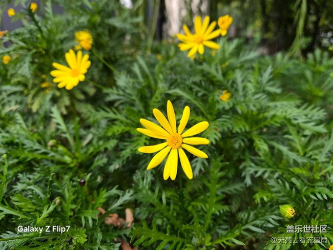 三星Galaxy Z Flip7评测:掌心折叠间的科技美学体验 三星Galaxy Z Flip7评测:掌心折叠间的科技美学体验