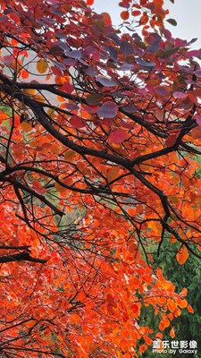 【时光留痕】+徒步重庆奉节三峡之巅看红叶日出