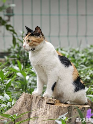 它在审视自己的地盘