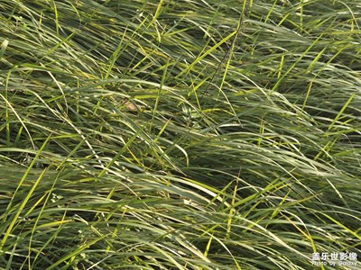 【时光留痕】风的暖意