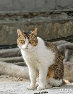 不太聪明的样子