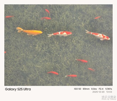 【框住美好】遇见锦鲤