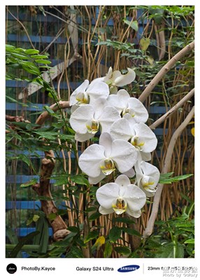 Galaxy S24 Ultra 蝴蝶兰