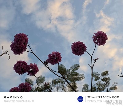 【框住美好】一朵风铃绿叶间，飘飘然间露芳颜