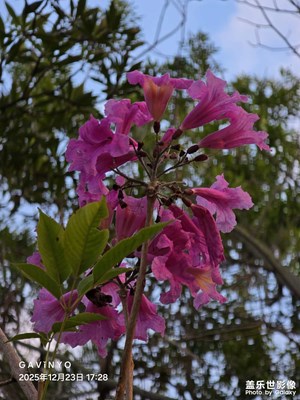 【时光留痕】暖冬花开如诗如画