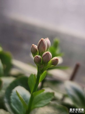 【框住美好】+办公室的花