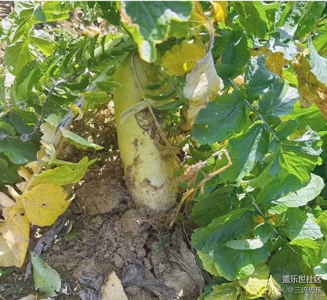 【告别2025】回乡