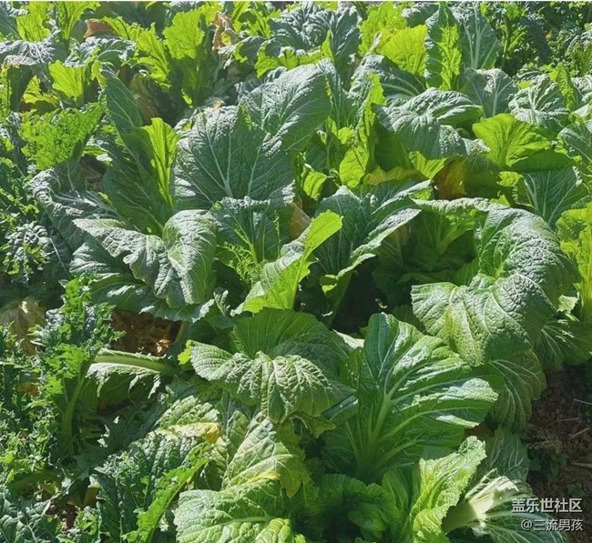 【告别2025】回乡