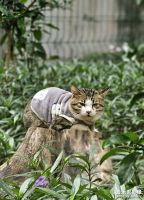 穿上衣服的猫