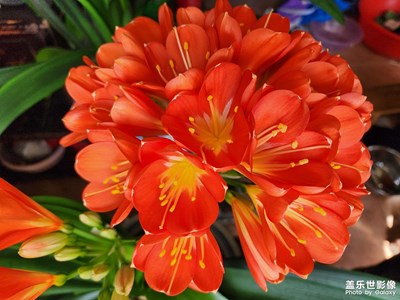 框住美好 花開富贵