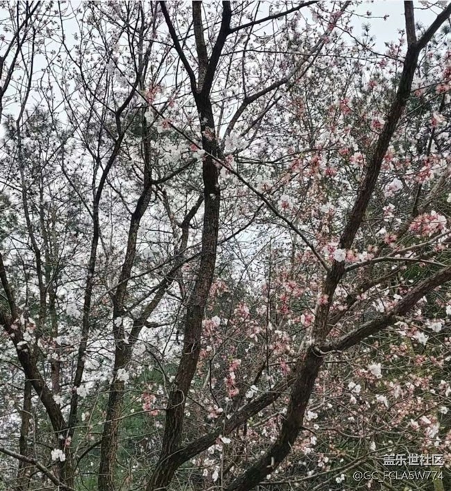 【告别2025】春游