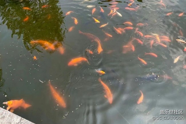 【告别2025】花港看鱼