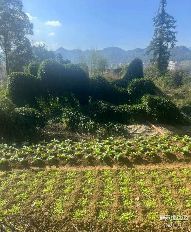 【告别2025】爬山