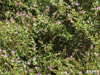 【框住美好】岁月如歌