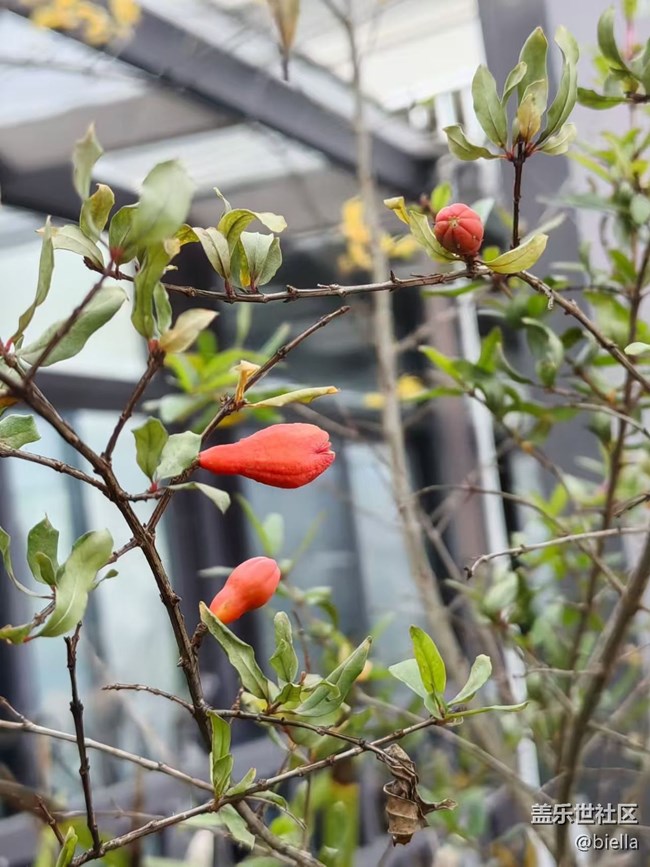 【告别2025】家里拍花