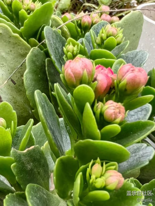 【告别2025】家里拍花